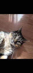 Reunited Female Cat last seen Front & Mulberry St, Catasauqua, PA 18032