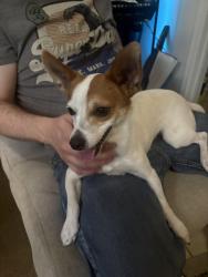 Reunited Male Dog last seen Skyline near park, San Diego, CA 92114