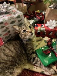 Reunited Male Cat last seen Morris Mill and Belle Vista, Staunton, VA 24401