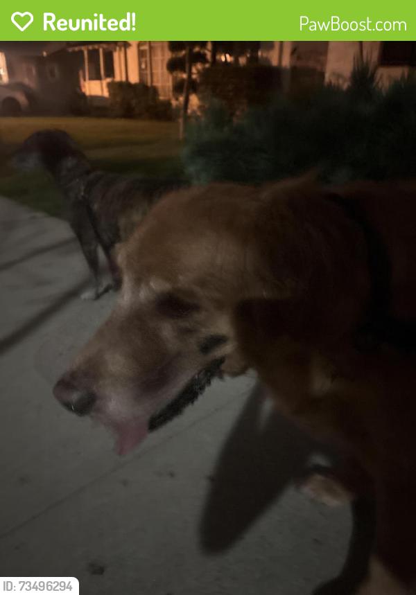 Reunited Male Dog last seen The mint, Los Angeles, CA 90035