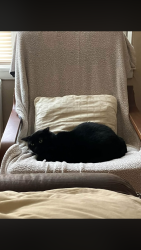 Reunited Female Cat last seen Home 2 Hotel, Hopkins, MN 55343