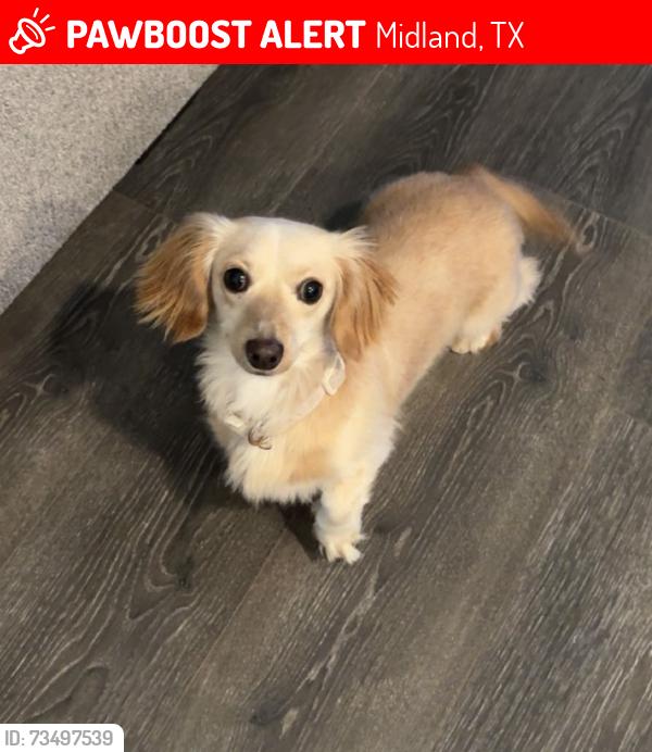 Lost Female Dog last seen By D & A Campsite, Midland, TX 79706