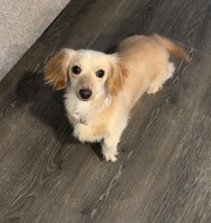 Lost Female Dog last seen By D & A Campsite, Midland, TX 79706