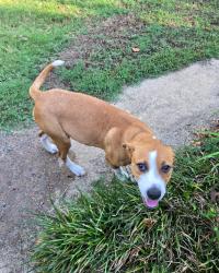 Found/Stray Female Dog last seen At the hse, Hackett, AR 72937
