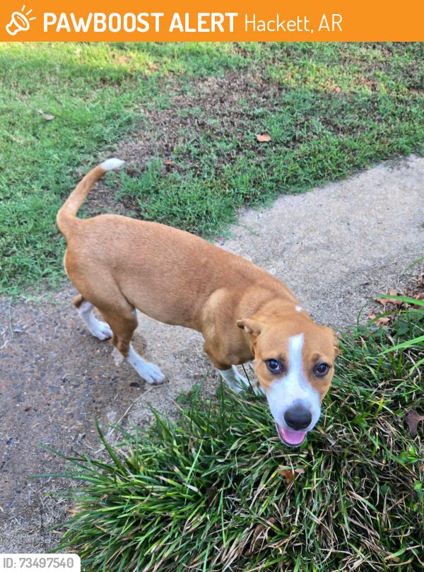 Found/Stray Female Dog last seen At the hse, Hackett, AR 72937