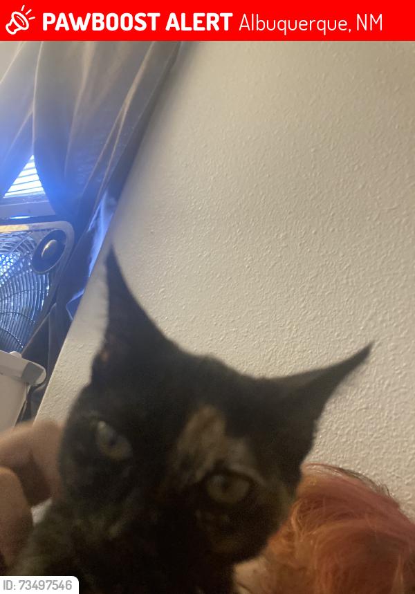 Lost Female Cat last seen Edith, Albuquerque, NM 87102
