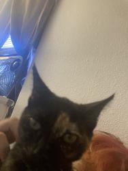 Lost Female Cat last seen Edith, Albuquerque, NM 87102