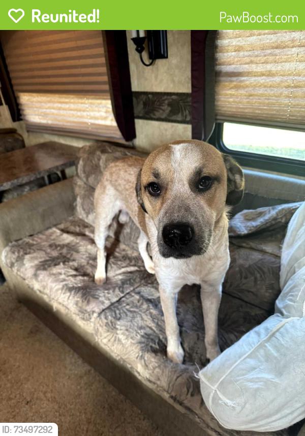 Reunited Male Dog last seen Coneross creek road, Seneca, SC 29678