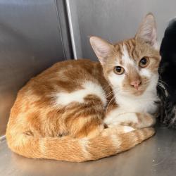 Shelter Stray Female Cat last seen , 4575 E Mesquite Ave, Palm Springs, CA 92264, USA