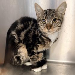 Shelter Stray Female Cat last seen , 4575 E Mesquite Ave, Palm Springs, CA 92264, USA
