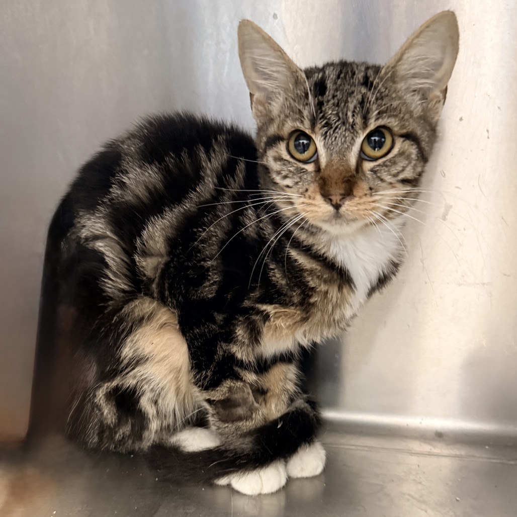 Shelter Stray Female Cat last seen , 4575 E Mesquite Ave, Palm Springs, CA 92264, USA