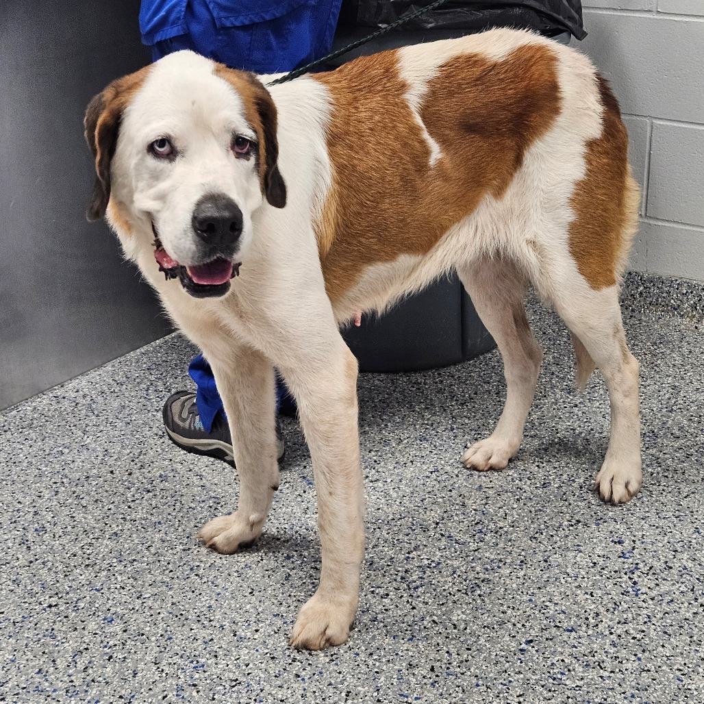 Shelter Stray Female Dog last seen , 328 Furman Hall Rd, Greenville, SC 29609, USA