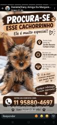 Lost Male Dog last seen Preto e caramelo, Jardim Suina, SP 06773-080
