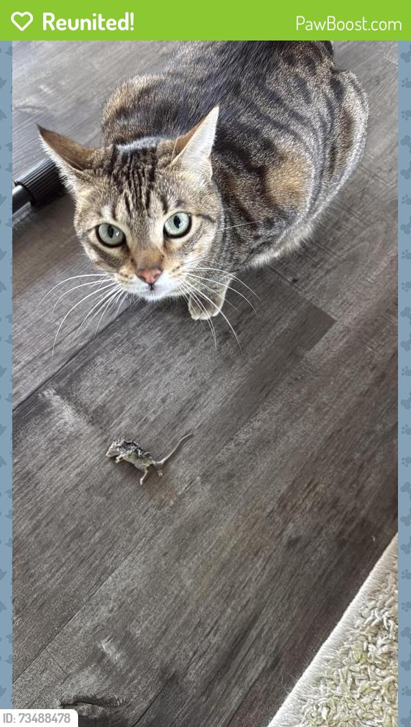 Reunited Female Cat last seen Near Jamie dr, Concord, CA 94518