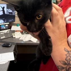Shelter Stray Male Cat last seen , 3428 S Jenkins Ave, Norman, OK 73072, USA