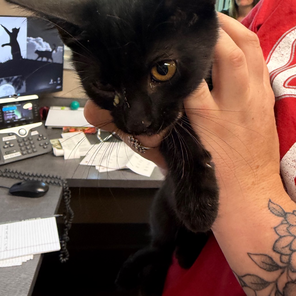 Shelter Stray Male Cat last seen , 3428 S Jenkins Ave, Norman, OK 73072, USA