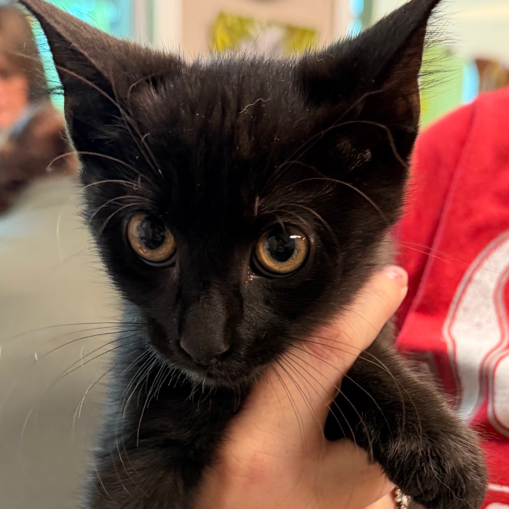 Shelter Stray Male Cat last seen , 3428 S Jenkins Ave, Norman, OK 73072, USA