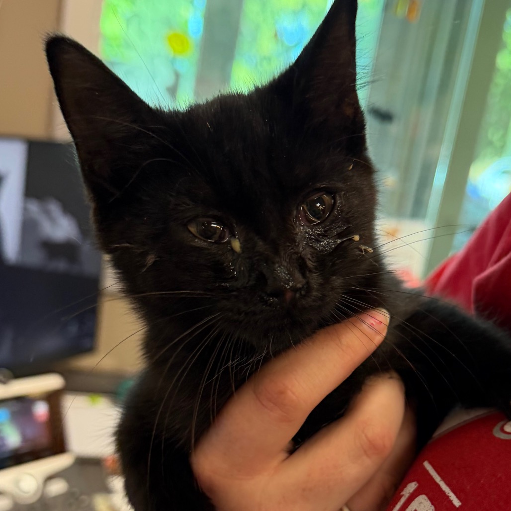 Shelter Stray Female Cat last seen , 3428 S Jenkins Ave, Norman, OK 73072, USA