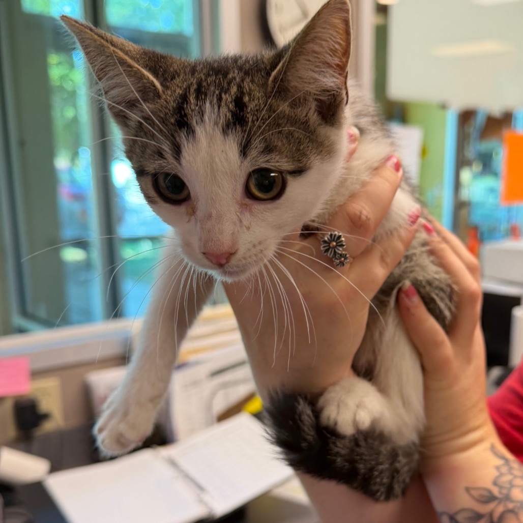Shelter Stray Male Cat last seen , 3428 S Jenkins Ave, Norman, OK 73072, USA