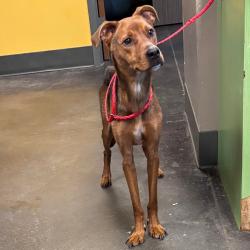 Shelter Stray Female Dog last seen , 3428 S Jenkins Ave, Norman, OK 73072, USA