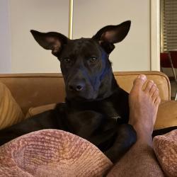 Shelter Stray Female Dog last seen , 2350 Appling City Cove, Memphis, TN 38133, USA