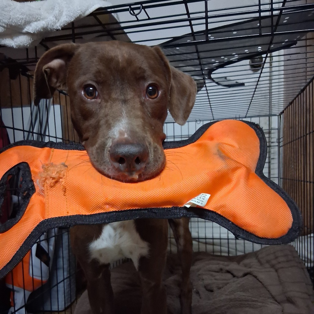 Shelter Stray Male Dog last seen , 2350 Appling City Cove, Memphis, TN 38133, USA