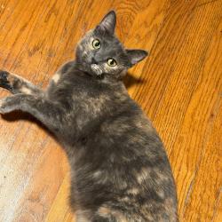 Shelter Stray Female Cat last seen , 2350 Appling City Cove, Memphis, TN 38133, USA