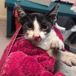 Shelter Stray Male Cat last seen , 361 S Raymond Ave, Pasadena, CA 91105, USA