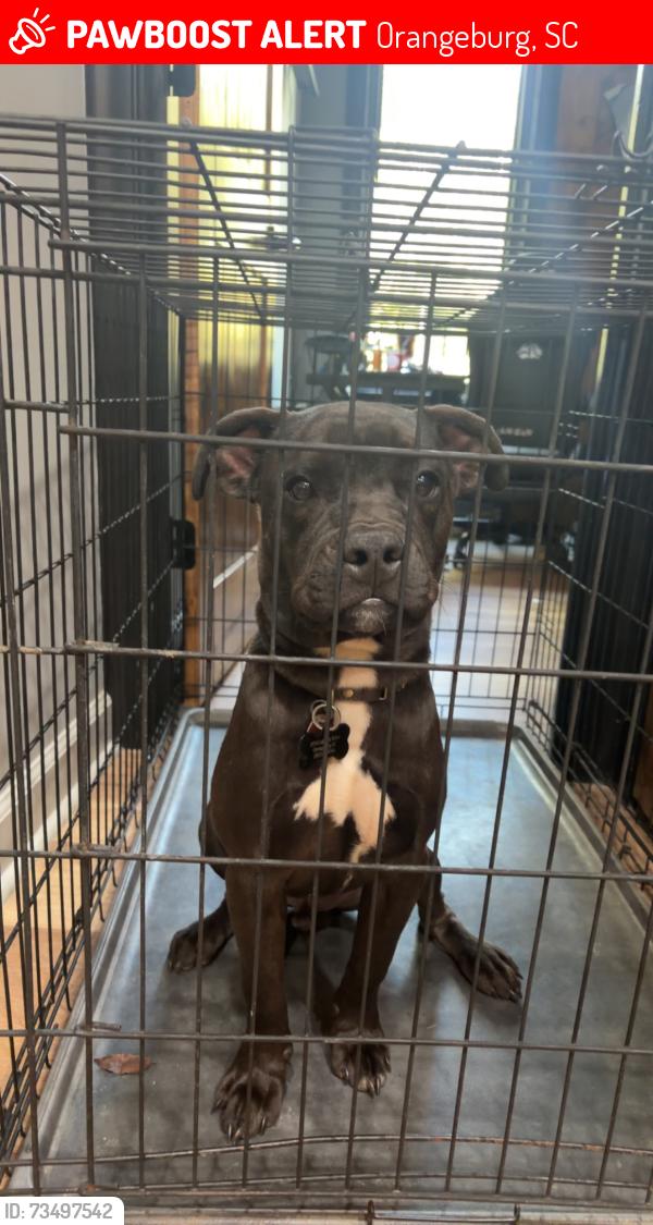Lost Male Dog last seen Lakeside Street, Orangeburg, SC 29118