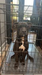 Lost Male Dog last seen Lakeside Street, Orangeburg, SC 29118