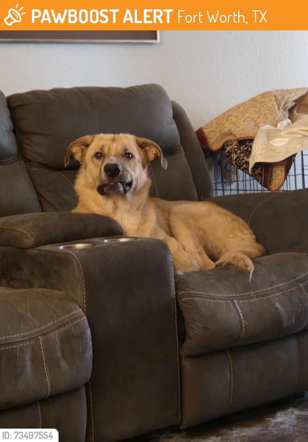 Found/Stray Male Dog last seen Western center and haltom rd, Fort Worth, TX 76137