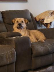Found/Stray Male Dog last seen Western center and haltom rd, Fort Worth, TX 76137
