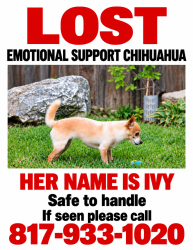 Lost Female Dog last seen Zinfendal Street/Frog's Leap, Rancho Cordova, CA 95670