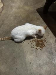 Found/Stray Male Cat last seen Erwin Middle School, Center Point, AL 35215