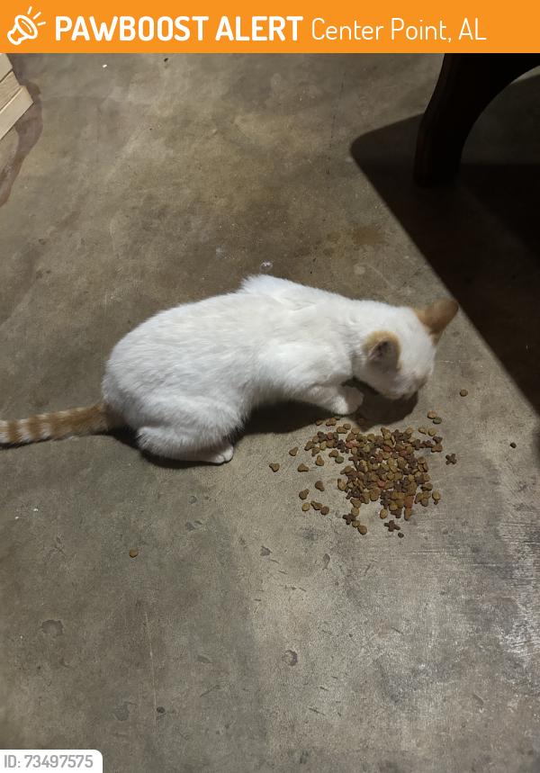 Found/Stray Male Cat last seen Erwin Middle School, Center Point, AL 35215