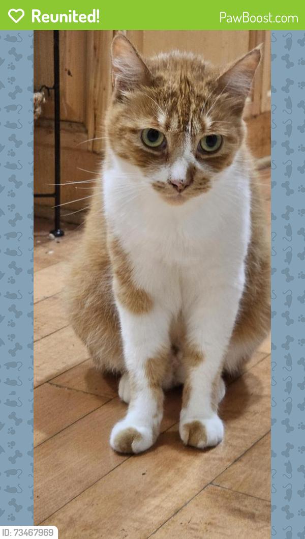 Reunited Female Cat last seen Near th street, Torrance, CA 90501