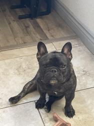 Reunited Male Dog last seen Spring valley, Las Vegas, NV 89103