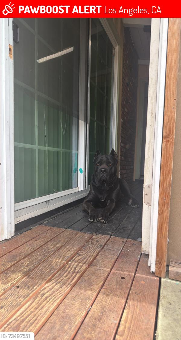 Lost Male Dog last seen Foothill blvd, Los Angeles, CA 91342