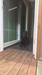Lost Male Dog last seen Foothill blvd, Los Angeles, CA 91342