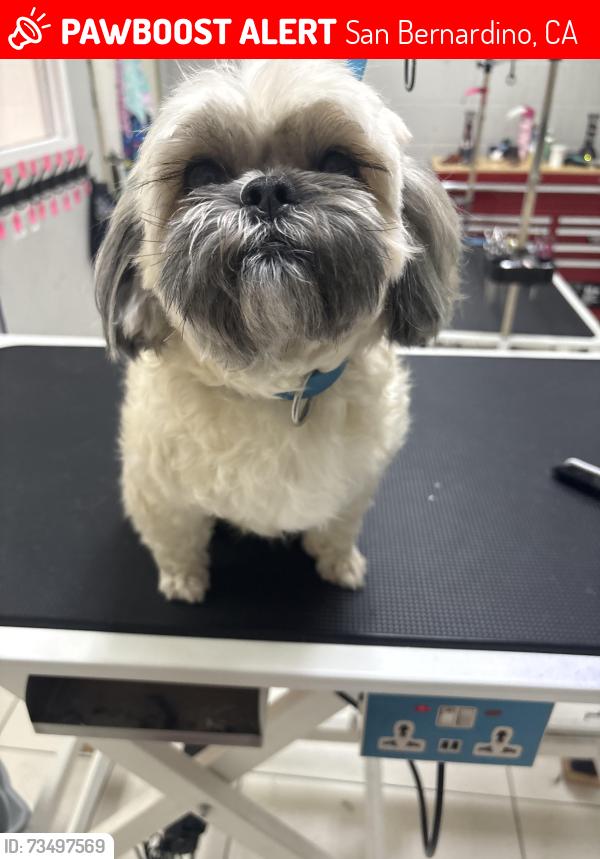 Lost Female Dog last seen Pacific Ave, San Bernardino, CA 92346