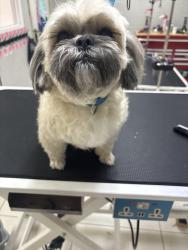 Lost Female Dog last seen Pacific Ave, San Bernardino, CA 92346