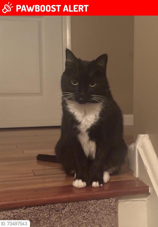 Lost Female Cat last seen woodspring dr and spring meadow neat Elbow lane, Warrington Township, PA 18976