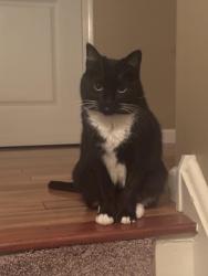 Lost Female Cat last seen woodspring dr and spring meadow neat Elbow lane, Warrington Township, PA 18976