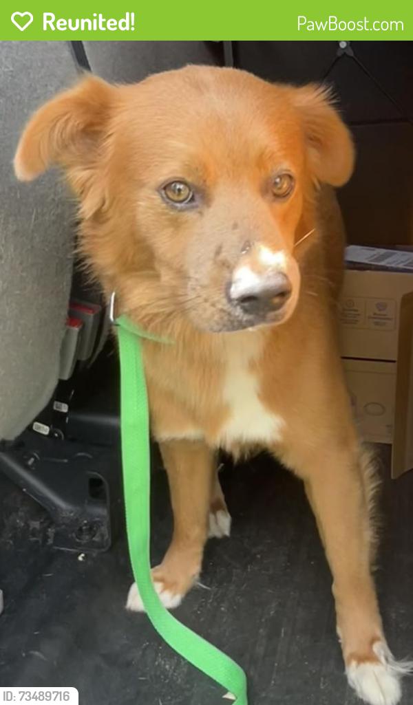 Reunited Male Dog last seen port st. lucie, Port St. Lucie, FL 34986