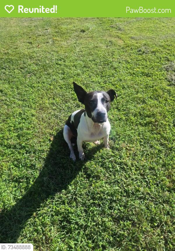 Reunited Female Dog last seen Furnace branch road, Glen Burnie, MD 21061