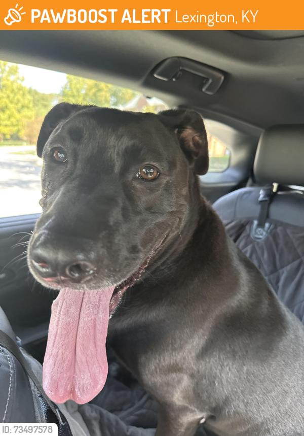 Found/Stray Male Dog last seen Alumni the woods lane, Lexington, KY 40502