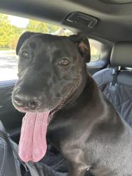 Found/Stray Male Dog last seen Alumni the woods lane, Lexington, KY 40502