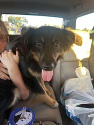 Found/Stray Female Dog last seen Ross parking lot 43rd & Ella, Houston, TX 77018