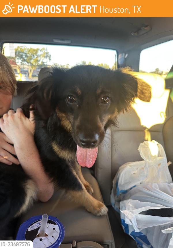 Found/Stray Female Dog last seen Ross parking lot 43rd & Ella, Houston, TX 77018