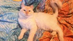 Lost Male Cat last seen Chestnut, neary lagoon, depot park, laurel, Santa Cruz, CA 95060